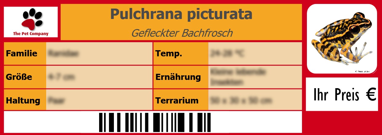 Pulchrana picturata Gefleckter Bachfrosch 105 x 38 mm