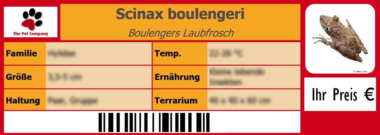 Scinax boulengeri Boulengers Laubfrosch 105 x 38 mm