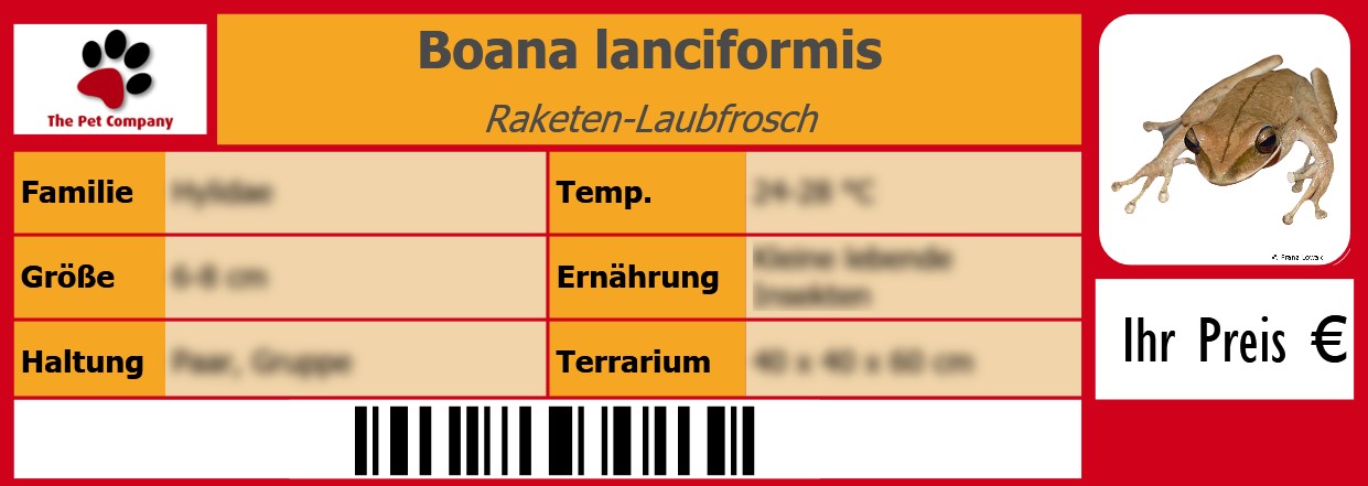 Boana lanciformis Raketen-Laubfrosch 105 x 38 mm