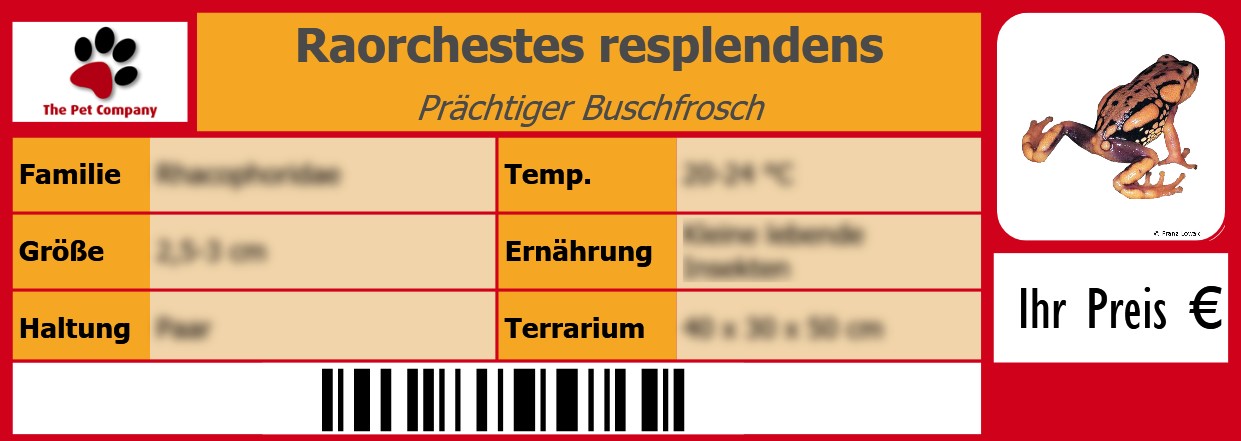 Raorchestes resplendens Prächtiger Buschfrosch 105 x 38 mm