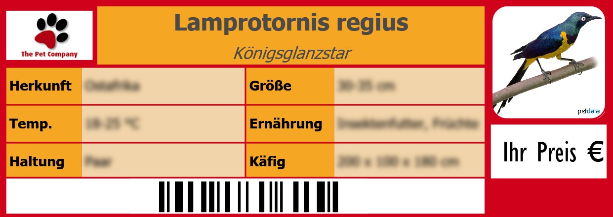 Lamprotornis regius Königsglanzstar 105 x 38 mm