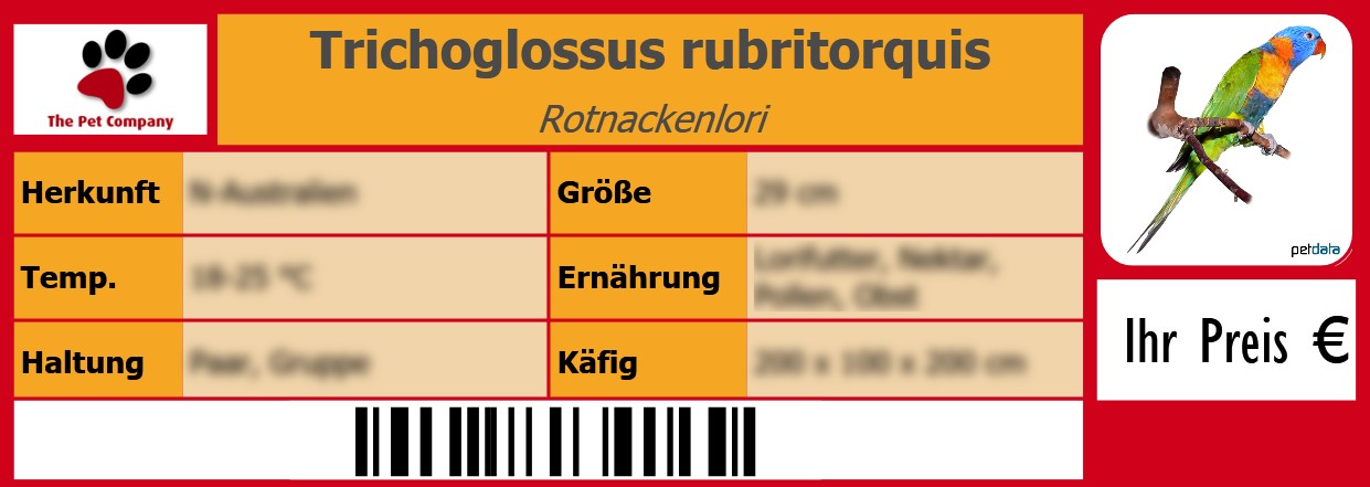 Trichoglossus rubritorquis Rotnackenlori 105 x 38 mm