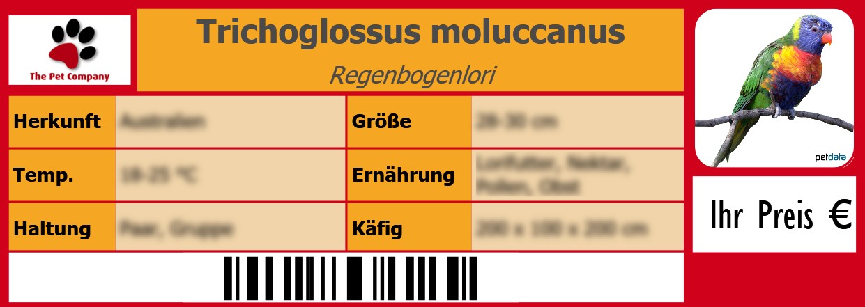 Trichoglossus moluccanus Regenbogenlori 105 x 38 mm