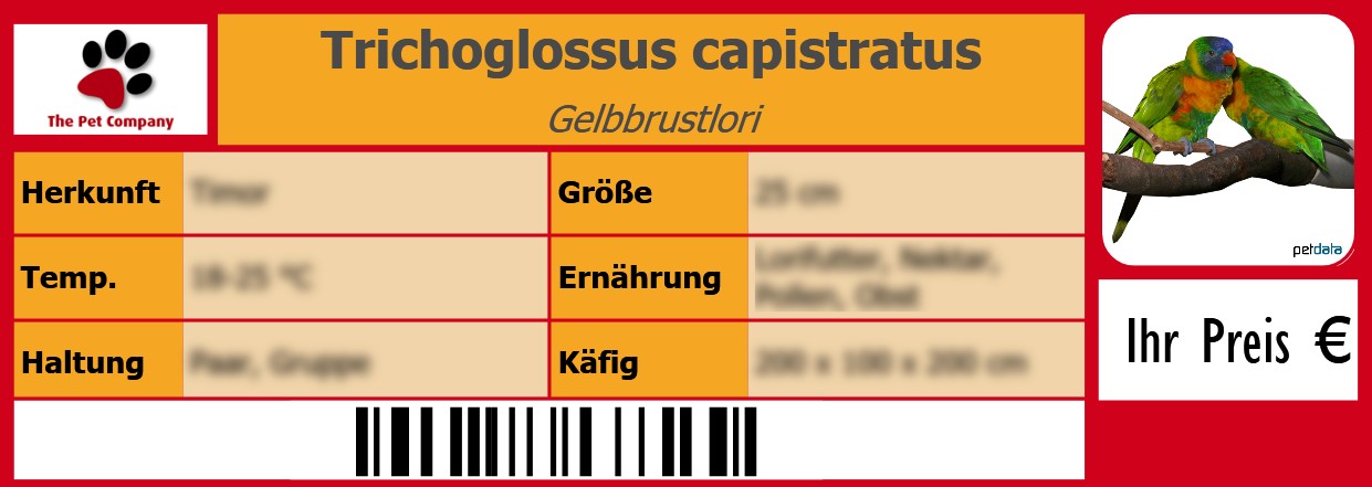 Trichoglossus capistratus Gelbbrustlori 105 x 38 mm