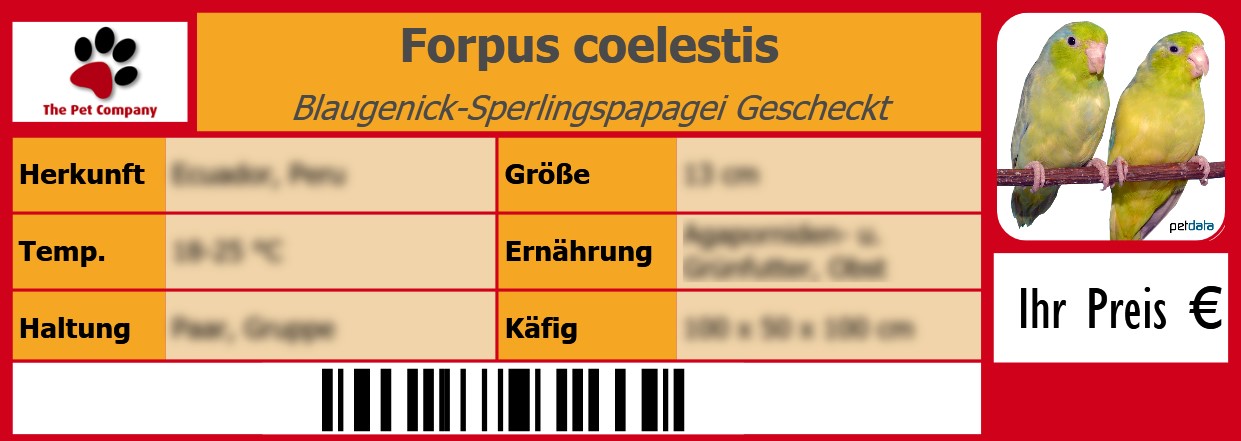 Forpus coelestis Blaugenick-Sperlingspapagei Gescheckt 105 x 38 mm