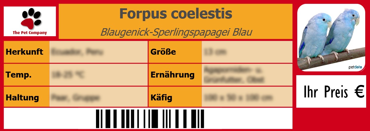 Forpus coelestis Blaugenick-Sperlingspapagei Blau 105 x 38 mm