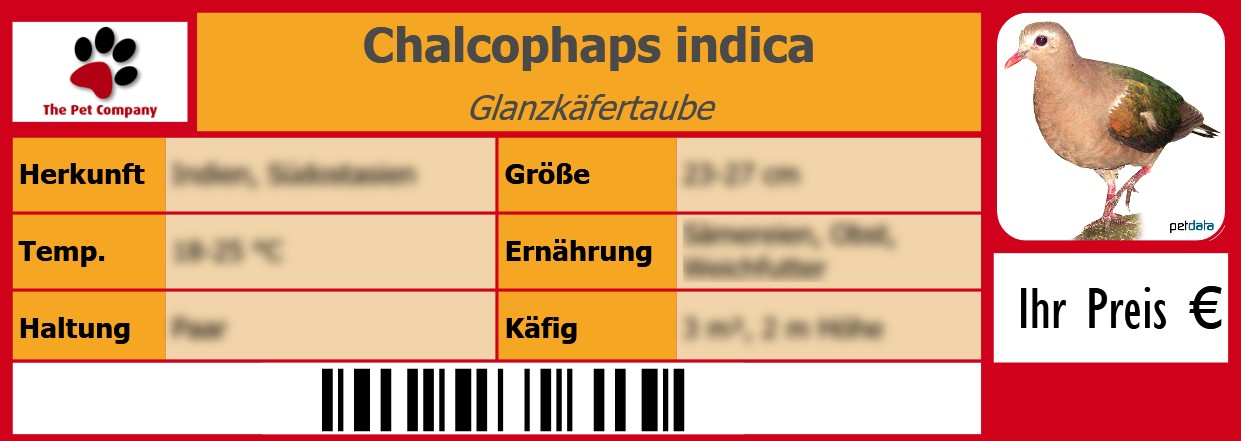 Chalcophaps indica Glanzkäfertaube 105 x 38 mm