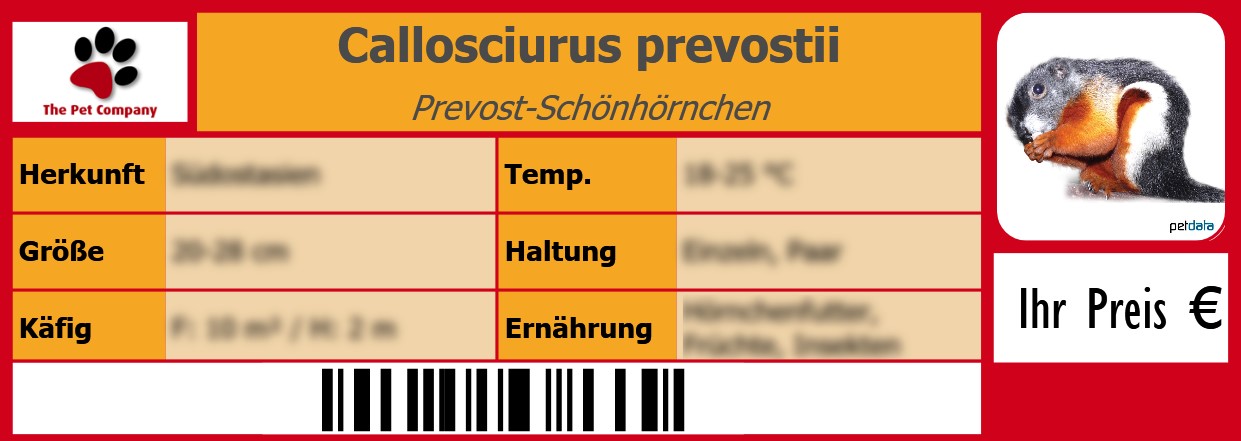 Callosciurus prevostii Prevost-Schönhörnchen 105 x 38 mm