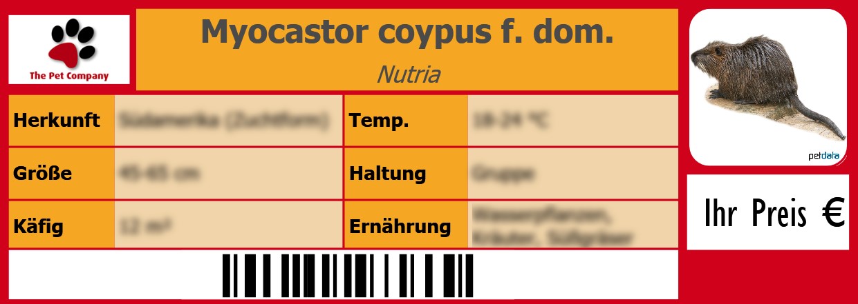 Myocastor coypus f. dom. Nutria 105 x 38 mm