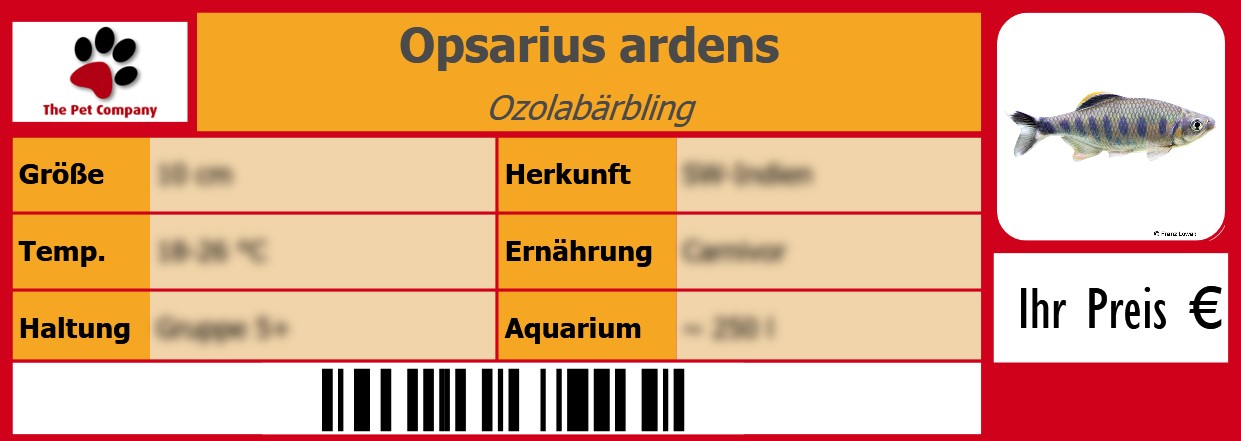 Opsarius ardens Ozolabärbling 105 x 38 mm