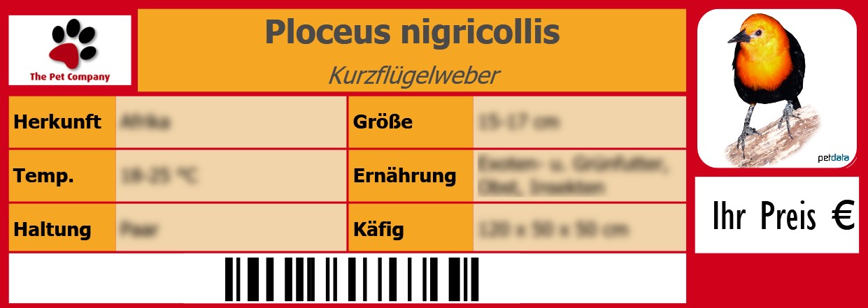 Ploceus nigricollis Kurzflügelweber 105 x 38 mm