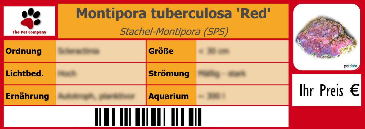 Montipora tuberculosa 'Red' Stachel-Montipora (SPS) 105 x 38 mm