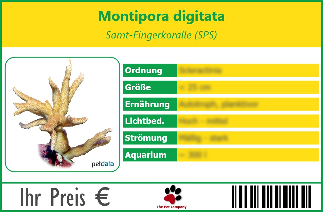 Montipora digitata Samt-Fingerkoralle (SPS) 90 x 60 mm