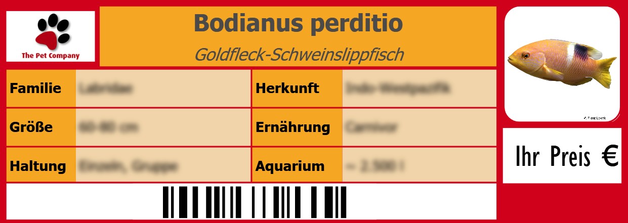 Bodianus perditio Goldfleck-Schweinslippfisch 105 x 38 mm