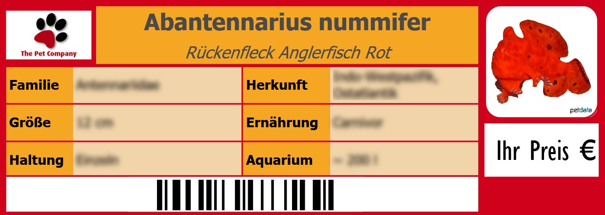Abantennarius nummifer Rückenfleck Anglerfisch Rot 105 x 38 mm