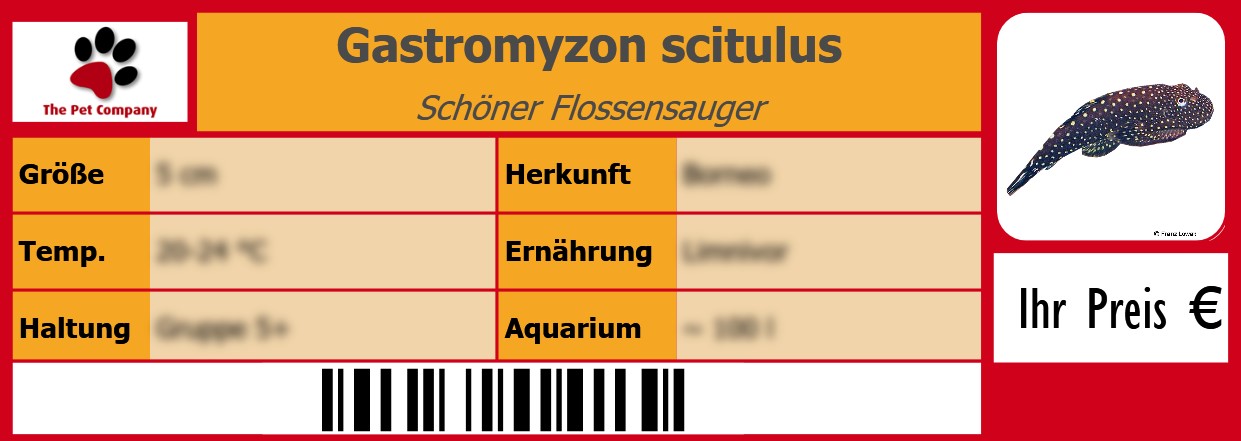 Gastromyzon scitulus Schöner Flossensauger 105 x 38 mm