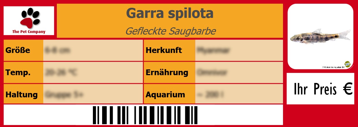 Garra spilota Gefleckte Saugbarbe 105 x 38 mm