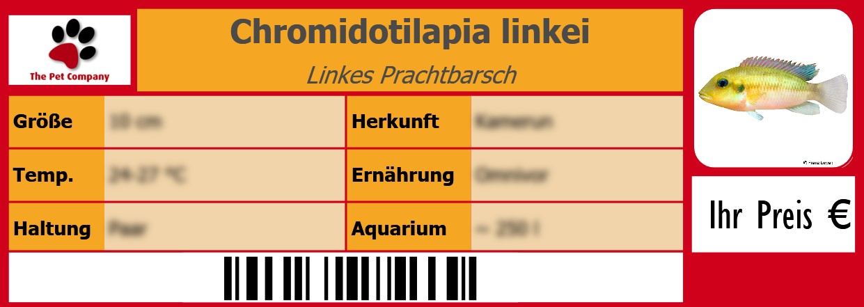 Chromidotilapia linkei Linkes Prachtbarsch 105 x 38 mm
