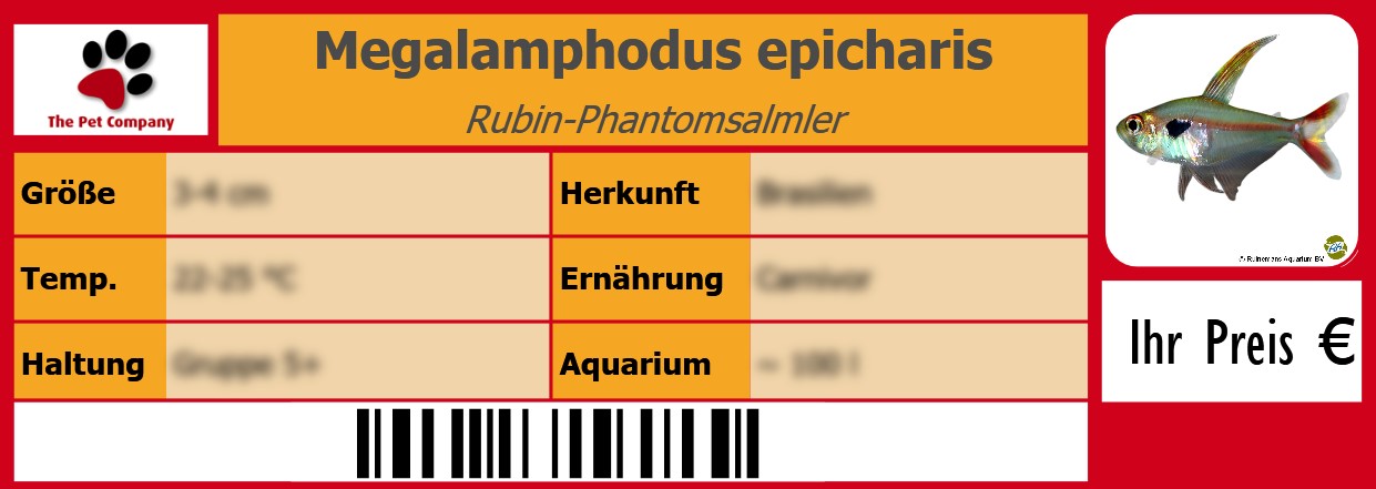 Megalamphodus epicharis Rubin-Phantomsalmler 105 x 38 mm