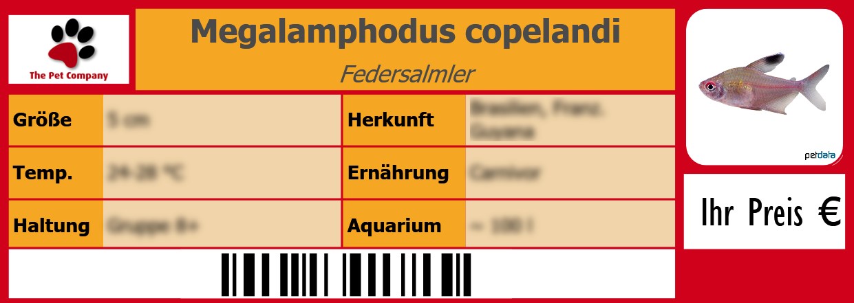 Megalamphodus copelandi Federsalmler 105 x 38 mm