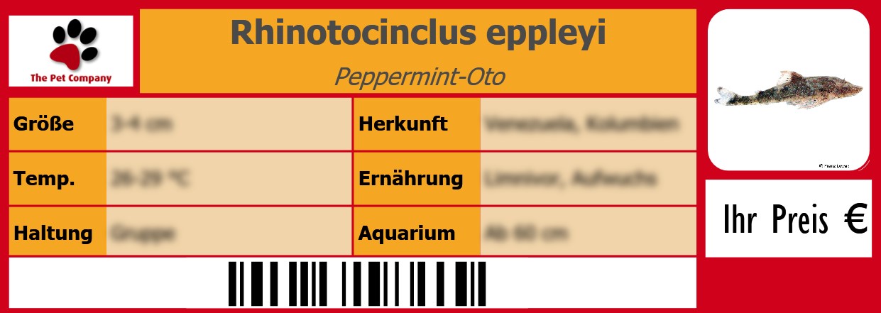 Rhinotocinclus eppleyi Peppermint-Oto 105 x 38 mm