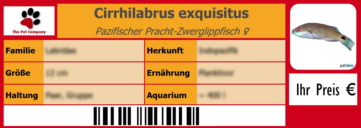 Cirrhilabrus exquisitus Pazifischer Pracht-Zwerglippfisch ♀ 105 x 38 mm