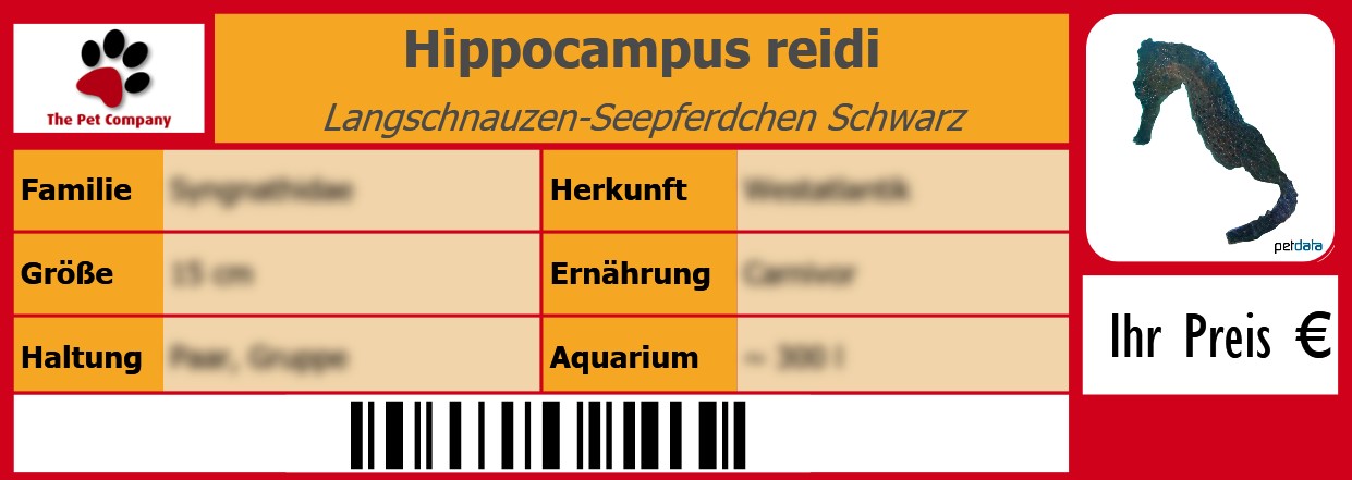 Hippocampus reidi Langschnauzen-Seepferdchen Schwarz 105 x 38 mm