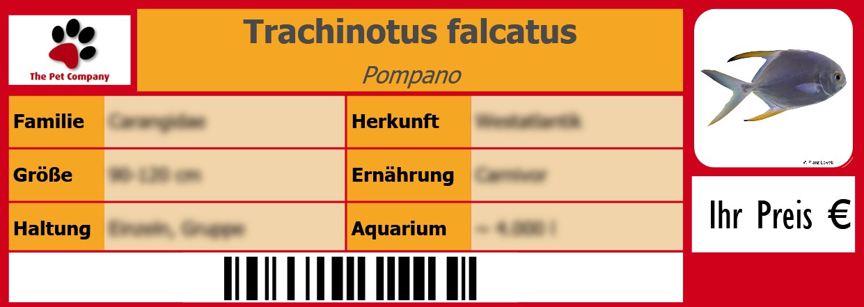 Trachinotus falcatus Pompano 105 x 38 mm