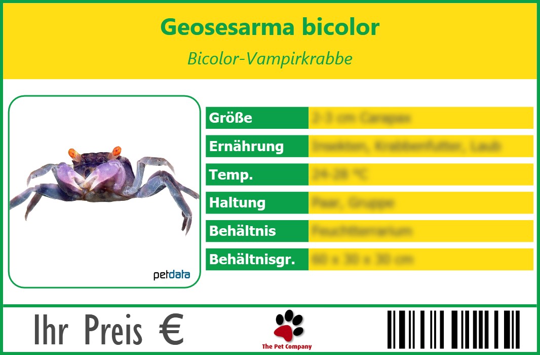 Geosesarma bicolor Bicolor-Vampirkrabbe 90 x 60 mm