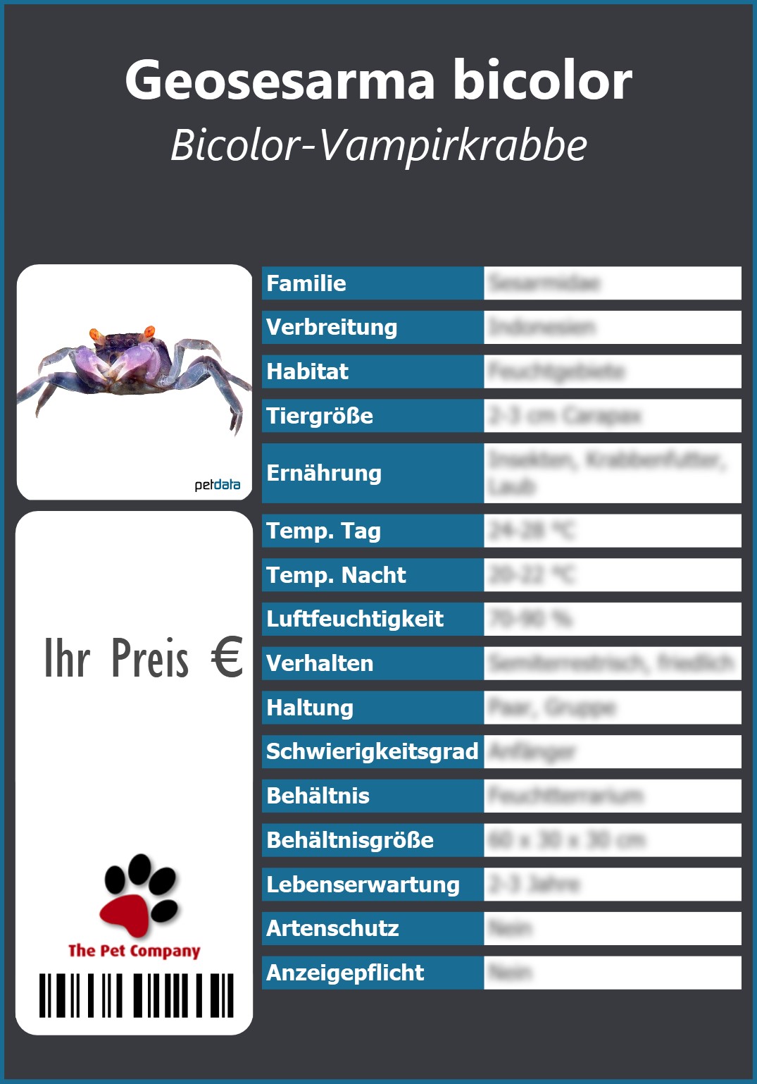 Geosesarma bicolor Bicolor-Vampirkrabbe 91 x 130 mm