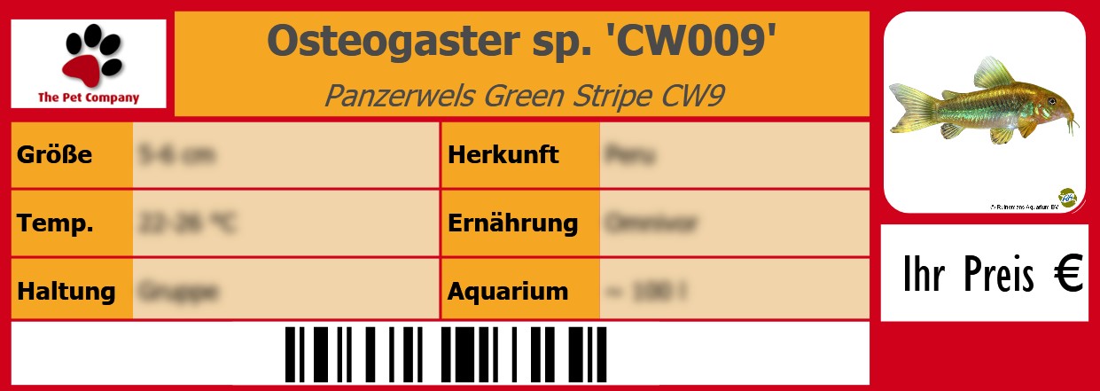 Osteogaster sp. 'CW009' Panzerwels Green Stripe CW9 105 x 38 mm