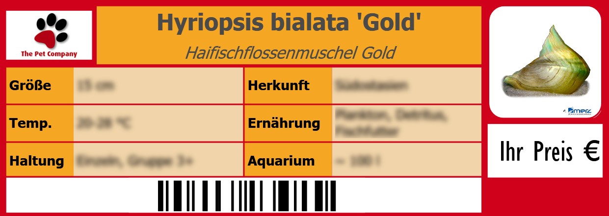 Hyriopsis bialata 'Gold' Haifischflossenmuschel Gold 105 x 38 mm