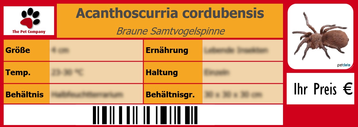 Acanthoscurria cordubensis Braune Samtvogelspinne 105 x 38 mm
