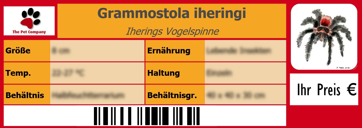 Grammostola iheringi Iherings Vogelspinne 105 x 38 mm