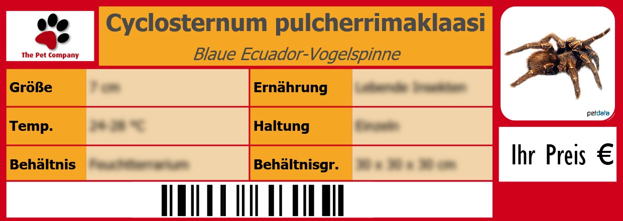 Cyclosternum pulcherrimaklaasi Blaue Ecuador-Vogelspinne 105 x 38 mm