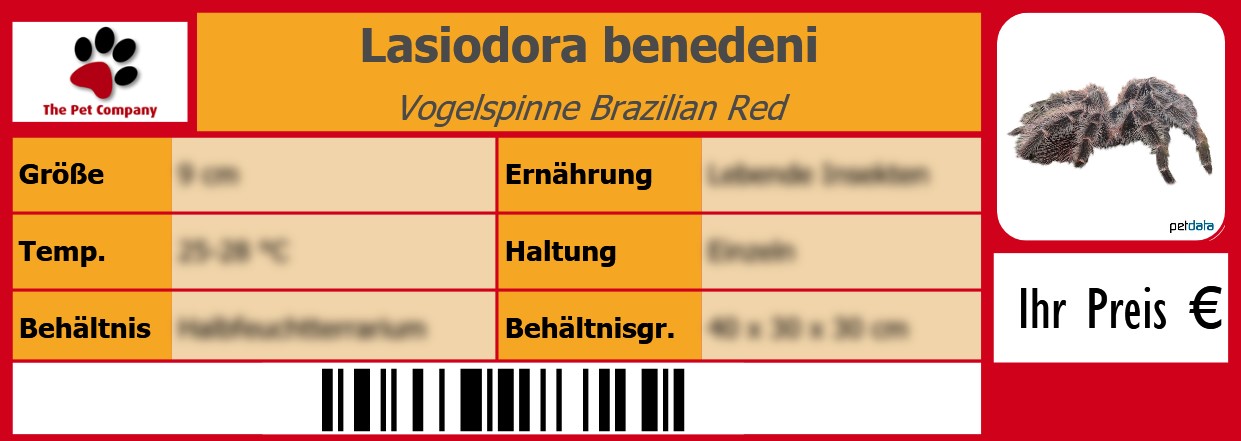 Lasiodora benedeni Vogelspinne Brazilian Red 105 x 38 mm