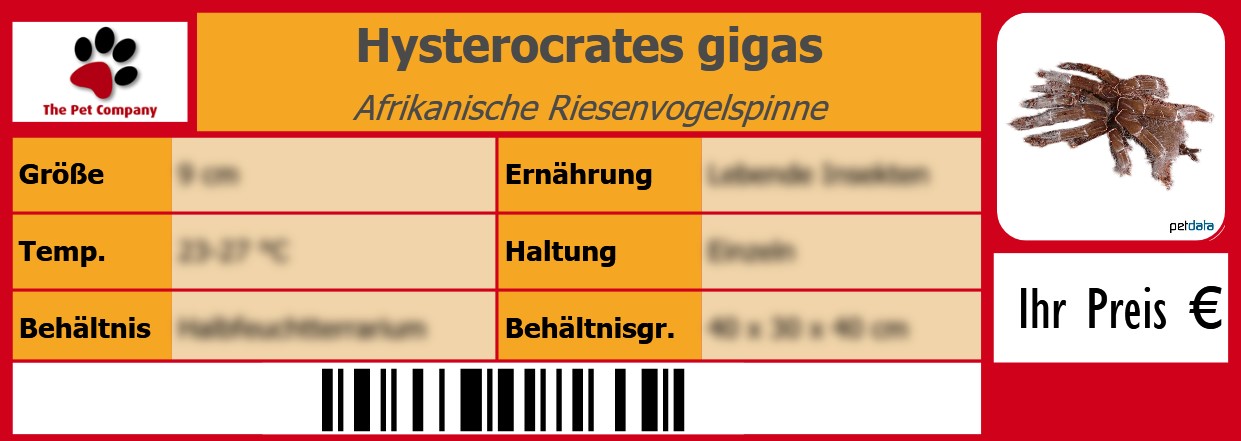 Hysterocrates gigas Afrikanische Riesenvogelspinne 105 x 38 mm