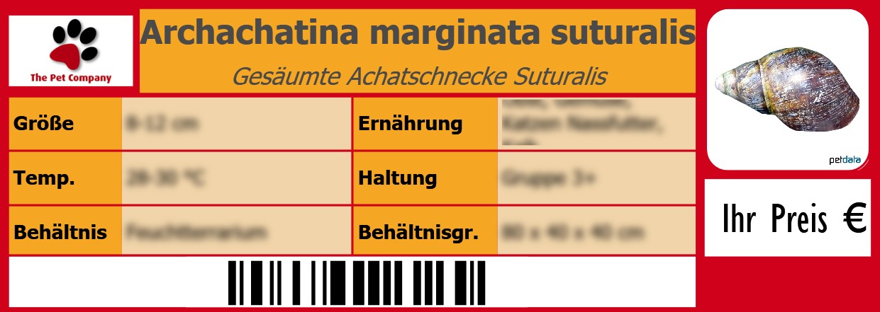 Archachatina marginata suturalis Gesäumte Achatschnecke Suturalis 105 x 38 mm