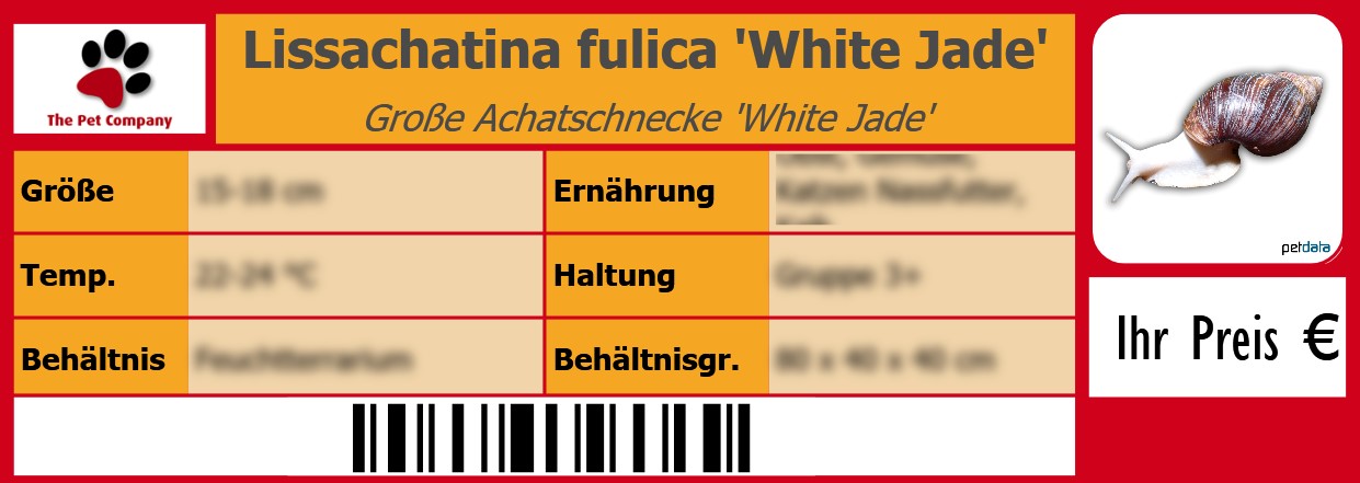 Lissachatina fulica 'White Jade' Große Achatschnecke 'White Jade' 105 x 38 mm