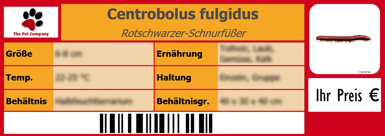Centrobolus fulgidus Rotschwarzer-Schnurfüßer 105 x 38 mm