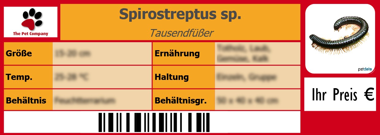 Spirostreptus sp. Tausendfüßer 105 x 38 mm