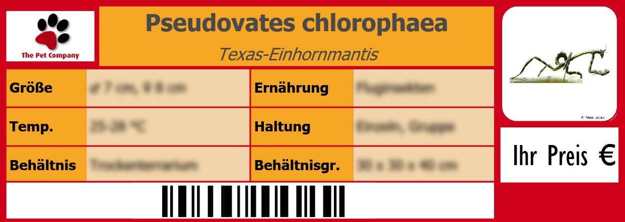 Pseudovates chlorophaea Texas-Einhornmantis 105 x 38 mm