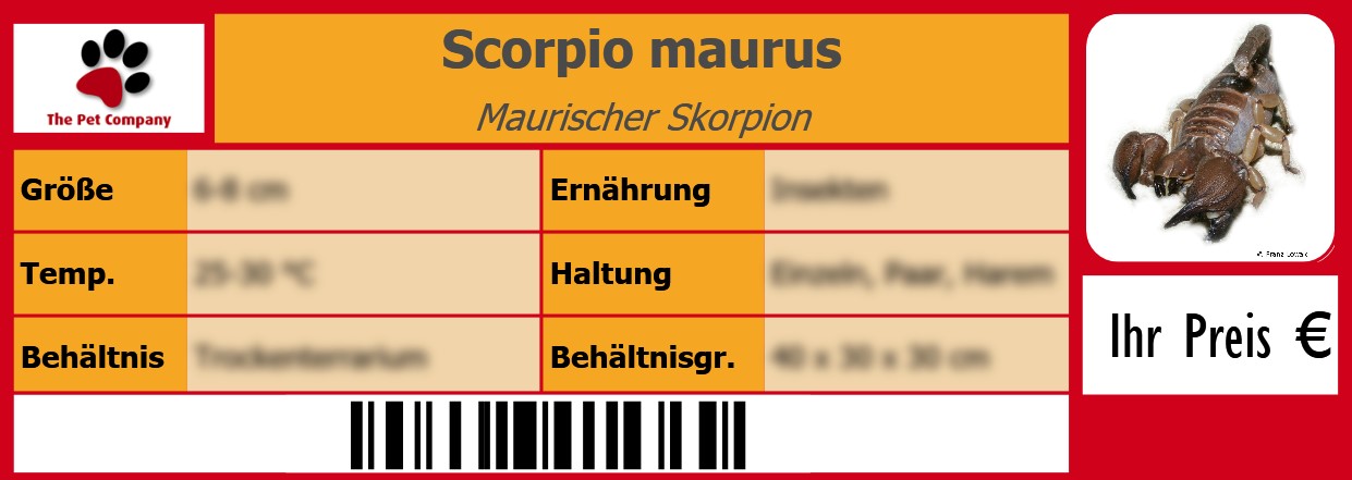 Scorpio maurus Maurischer Skorpion 105 x 38 mm