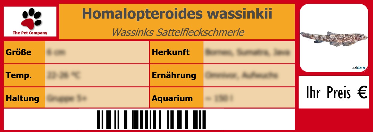 Homalopteroides wassinkii Wassinks Sattelfleckschmerle 105 x 38 mm