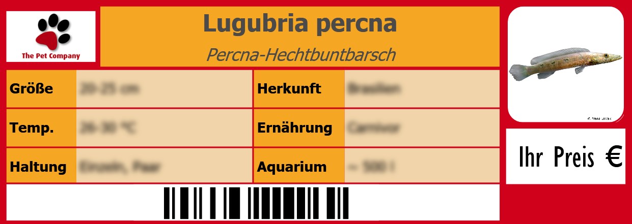 Lugubria percna Percna-Hechtbuntbarsch 105 x 38 mm