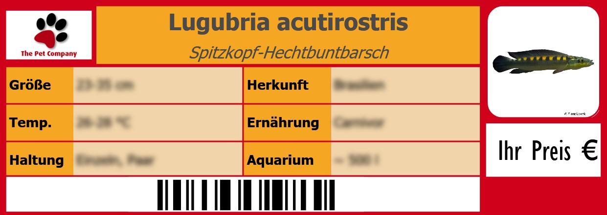 Lugubria acutirostris Spitzkopf-Hechtbuntbarsch 105 x 38 mm