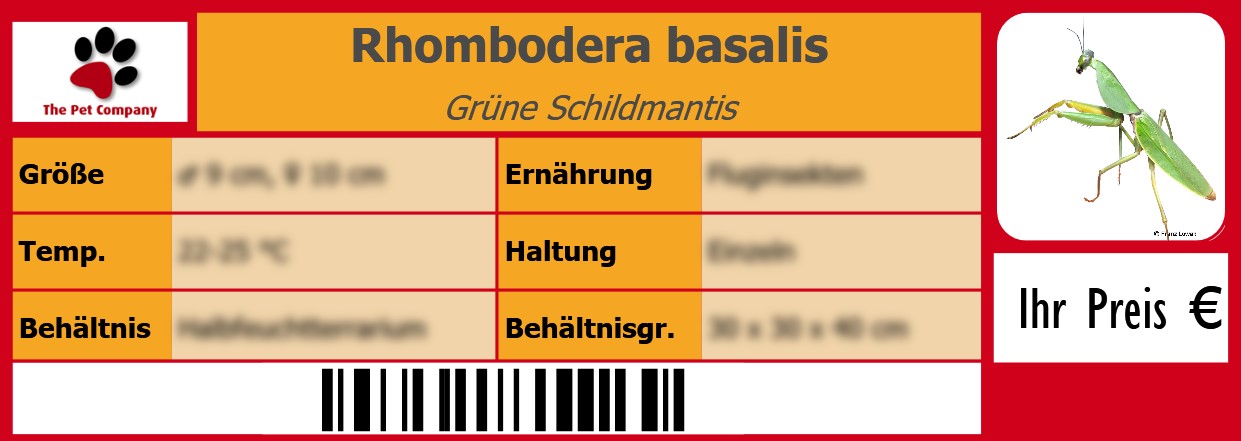 Rhombodera basalis Grüne Schildmantis 105 x 38 mm