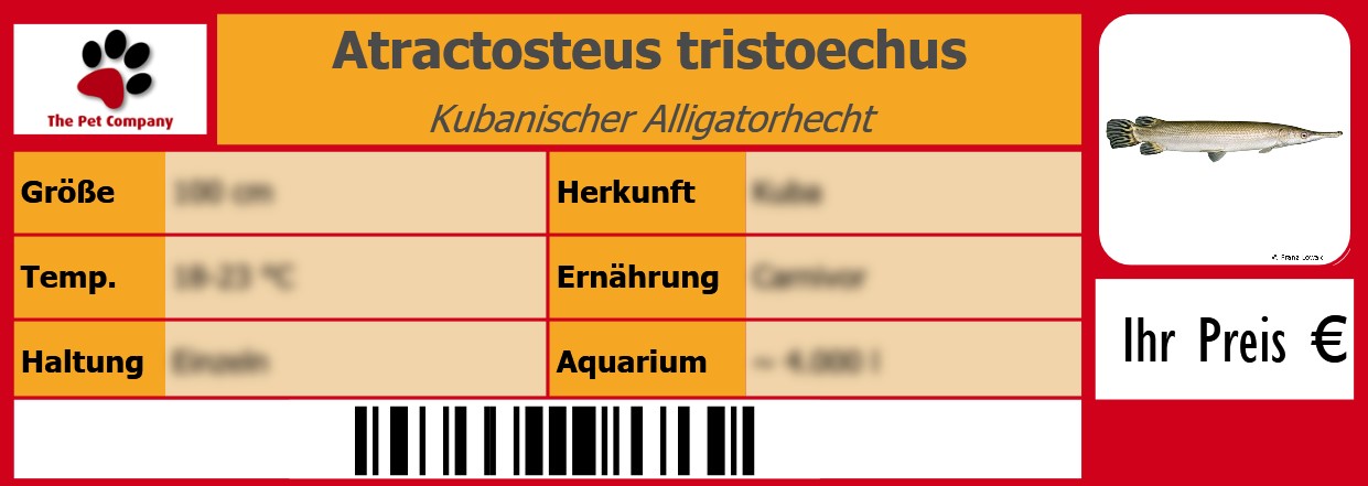 Atractosteus tristoechus Kubanischer Alligatorhecht 105 x 38 mm