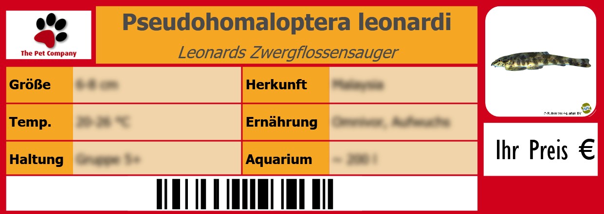Pseudohomaloptera leonardi Leonards Zwergflossensauger 105 x 38 mm