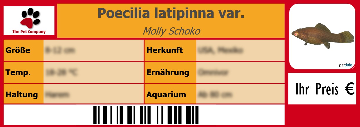Poecilia latipinna var. Molly Schoko 105 x 38 mm